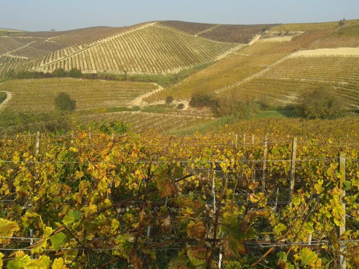 Piemonte vingård